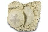 Two Fossil Sand Dollars - France #282926-1